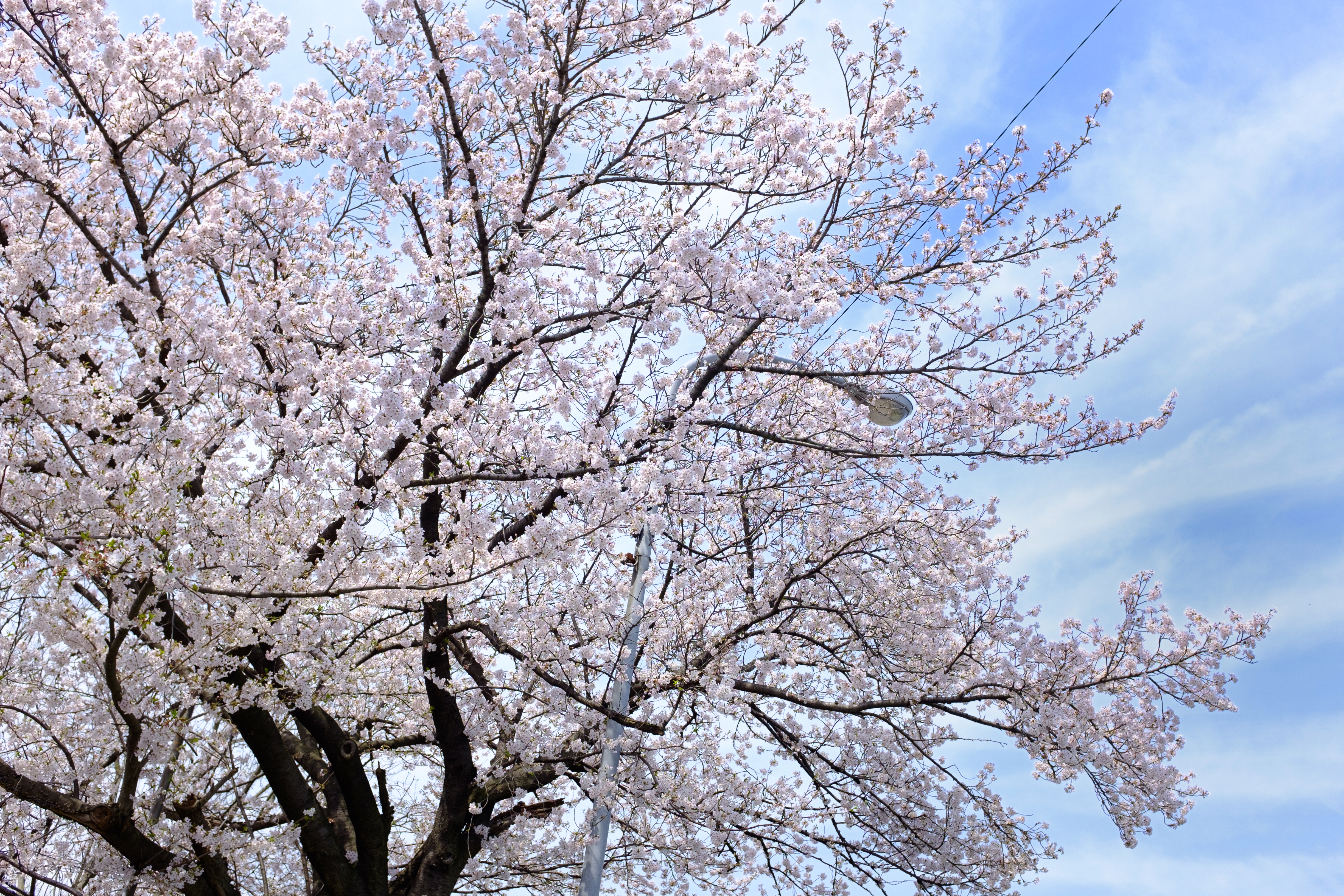 桜の季節の贅沢カフェ時間